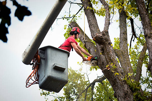 Best Tree Risk Assessment  in Wadena, MN